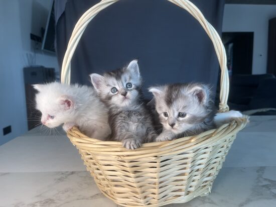 Litter “R” 26.06.2025