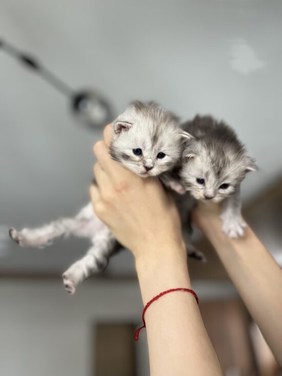 Litter “S” 22.12.2025