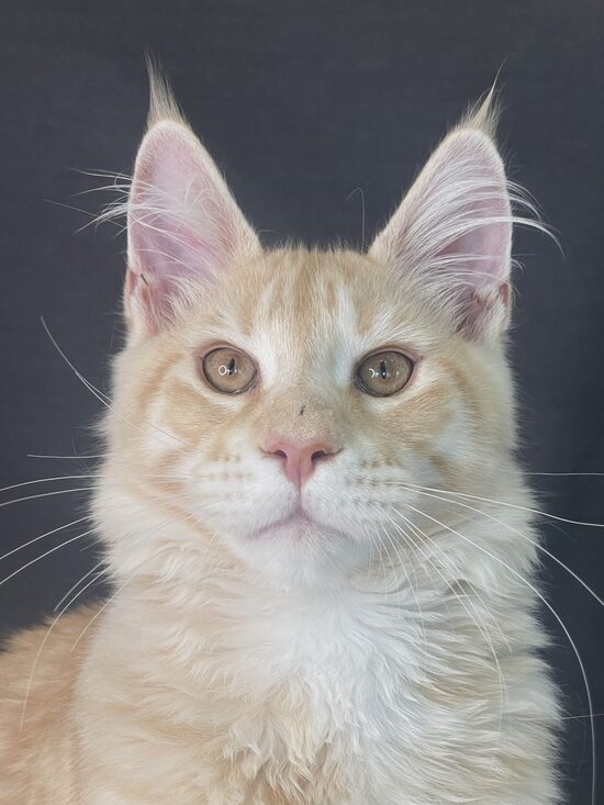 Quantum male ds24 reserved
