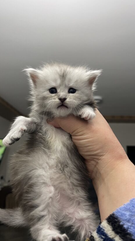 Samara female fs25 RESERVED