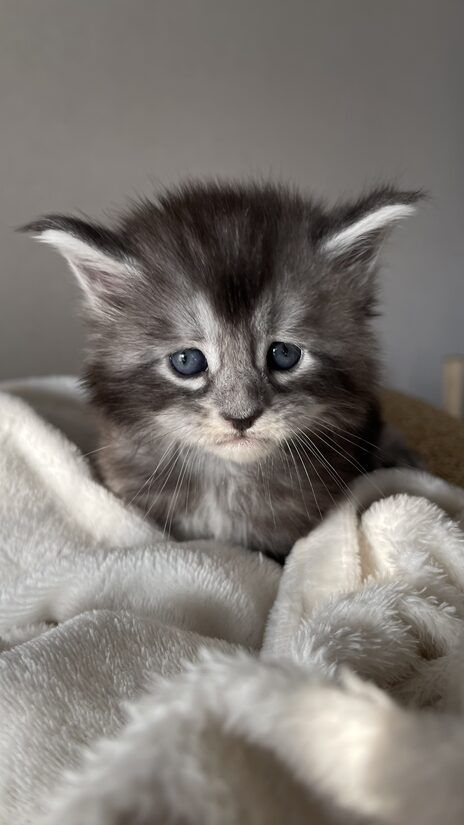 Saruman male ns25 RESERVED