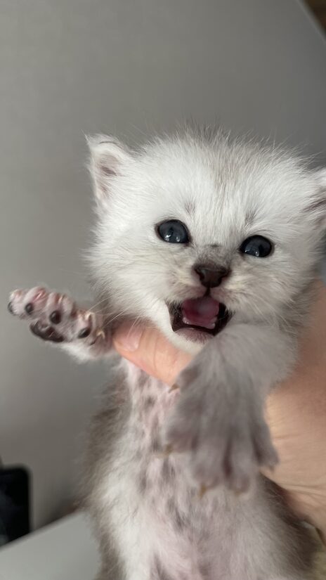 Silver The Captain male ns25(11)