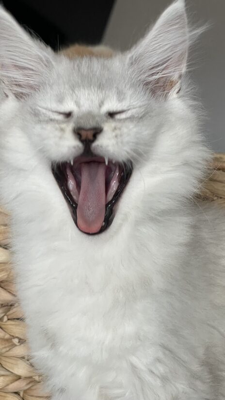 Silver The Captain male ns11 RESERVED