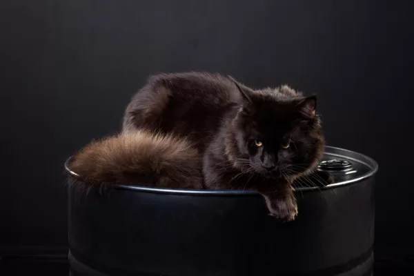КОТИ ТАТУСІ